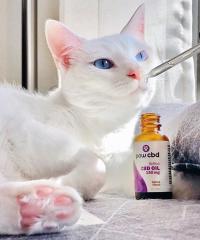 Paw CBD Catnip CBD Oil Tincture for Cats