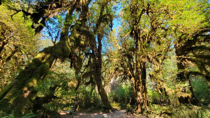 Hall of Mosses Trail