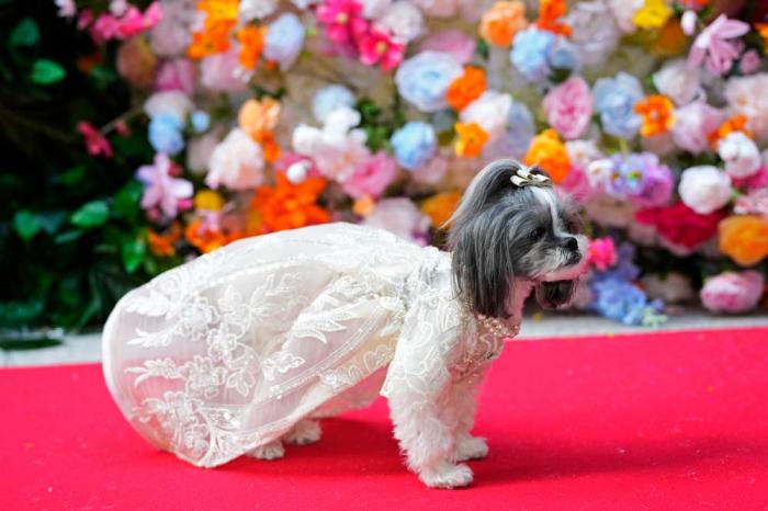 A dog attends the Pet Gala fashion show at AKC Museum of The Dog, Monday, May 20, 2024, in New York