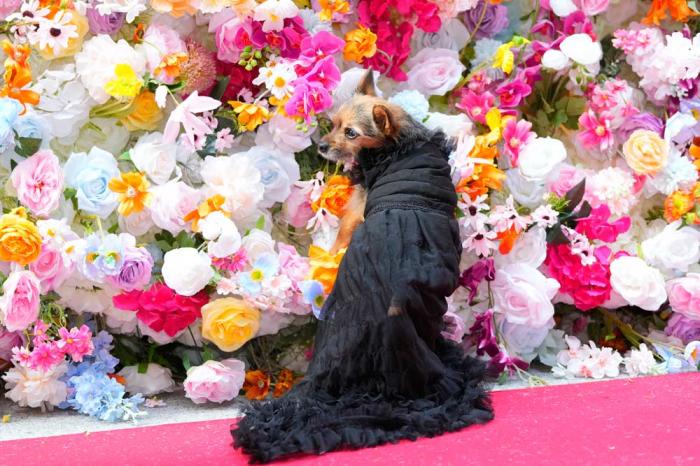 A dog attends the Pet Gala fashion show at AKC Museum of The Dog, Monday, May 20, 2024, in New York