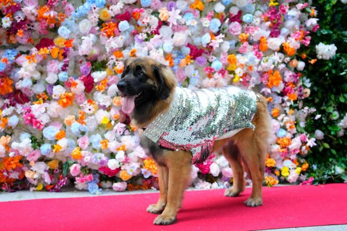 A dog attends the Pet Gala fashion show at AKC Museum of The Dog, Monday, May 20, 2024, in New York