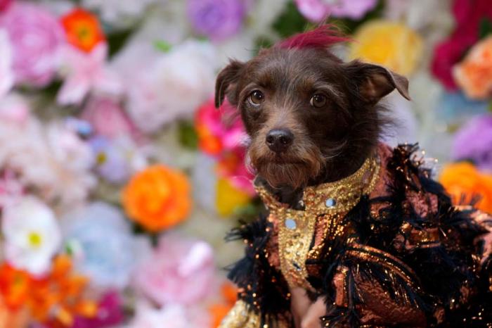 A dog attends the Pet Gala fashion show at AKC Museum of The Dog, Monday, May 20, 2024, in New York