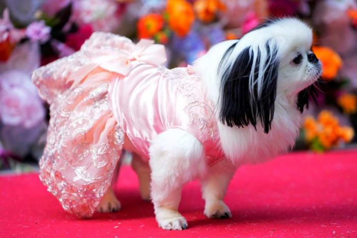 A dog attends the Pet Gala fashion show at AKC Museum of The Dog, Monday, May 20, 2024, in New York