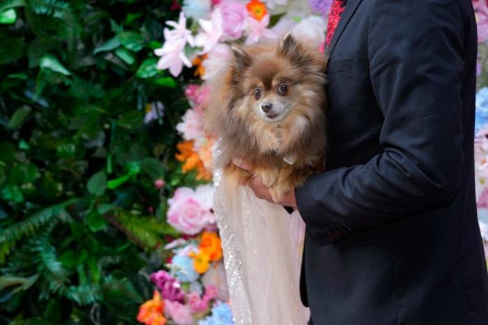 A dog attends the Pet Gala fashion show at AKC Museum of The Dog, Monday, May 20, 2024, in New York