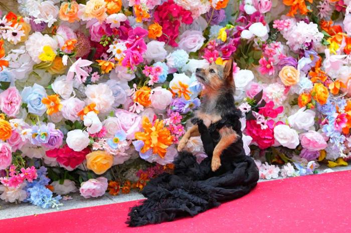 A dog attends the Pet Gala fashion show at AKC Museum of The Dog, Monday, May 20, 2024, in New York