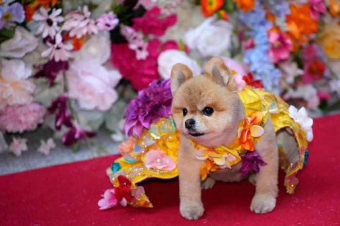 A dog attends the Pet Gala fashion show at AKC Museum of The Dog, Monday, May 20, 2024, in New York