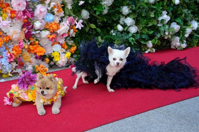 Dogs attend the Pet Gala fashion show at AKC Museum of The Dog on Monday, May 20, 2024, in New York