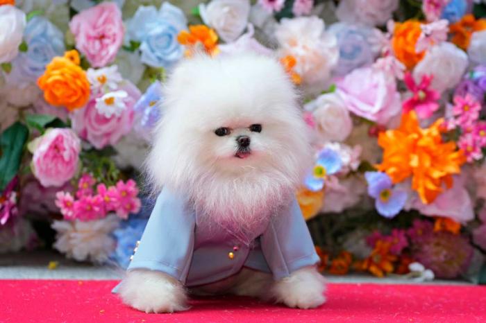 A dog attends the Pet Gala fashion show at AKC Museum of The Dog, Monday, May 20, 2024, in New York