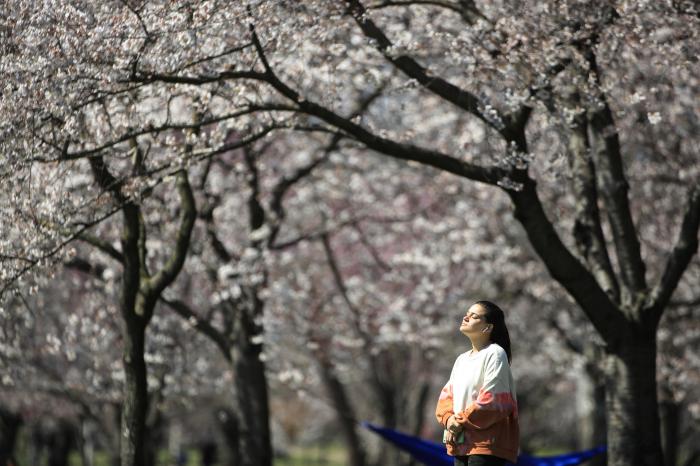 A person takes in the afternoon sun amongst the cherry blossoms along Kelly Drive in Philadelphia.