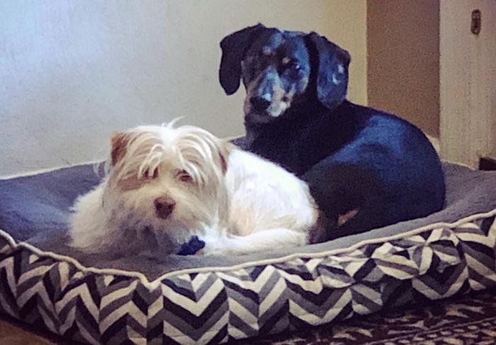Can You Get Coronavirus From Your Pet?
