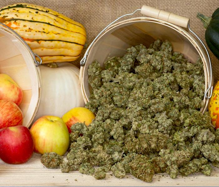 Tweedle Farms: Oregon's First 'Farm-to-Table' Hemp Flower Farm