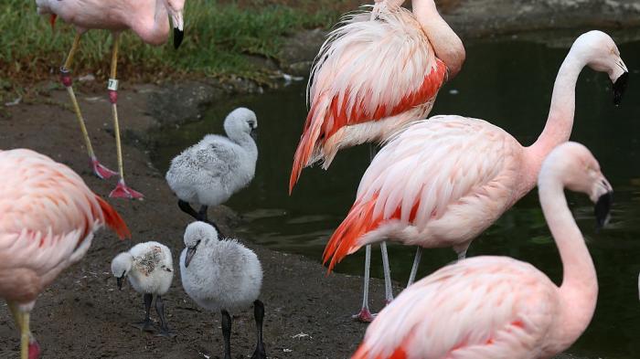 Newborn Chilean Pink Flamingo chicks stand in their enclosure at the San Francisco Zoo on September 25, 2014 in San Francisco, California. 