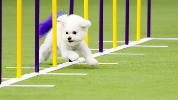 A dog competeswld in the Masters Agility Championship Finals during the 149th Westminster Kennel Club Dog show, Saturday, Feb. 8, 2025, in New York