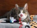 CBD for Cats? You've Got To Be Kitten Me! 