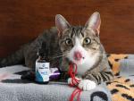 CBD for Cats? You've Got To Be Kitten Me! 