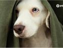 Is Your Dog Stressed Out?