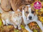 October Is National Pet CBD Month! 