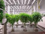 Ascend Wants to Elevate Your Cannabis Experience
