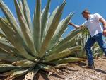 Californians Bet Farming Agave for Spirits Holds Key to Weathering Drought and Groundwater Limits 