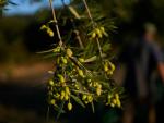 As Price of Olive Oil Soars, Chainsaw-wielding Thieves Target Mediterranean's Century-old Trees 