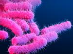 Gay and Bisexual Men Warned of 'Extremely' Antibiotic-Resistant Shigella Strain in UK