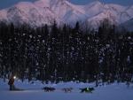 Alaska's Iditarod Dogs Get Neon Visibility Harnesses After 5 Were Fatally Hit While Training