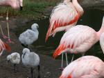 Same-Sex Flamingos Are Officially Parents at UK Zoo