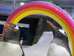 Gay Penguin Sphen, of Australian Aquarium 'Power Couple,' Dies at 11