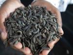 From Yuck to Profits: Some Zimbabwe Farmers Turn to Maggots to Survive Drought and Thrive 