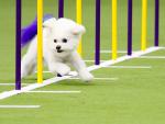 Westminster Show's Canine Athletes Get Their Piece of Super Bowl Weekend