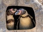 Same-Sex Penguins Hatch, Raise Baby Chick in Win for At-Risk Species
